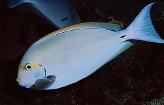 Raja Ampat 2016 - Acanthurus mata - Yellowmask surgeonfish - Chirurgien a queue blanche - IMG_5707_rc